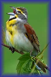 dickcissel